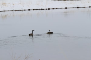 Goslings